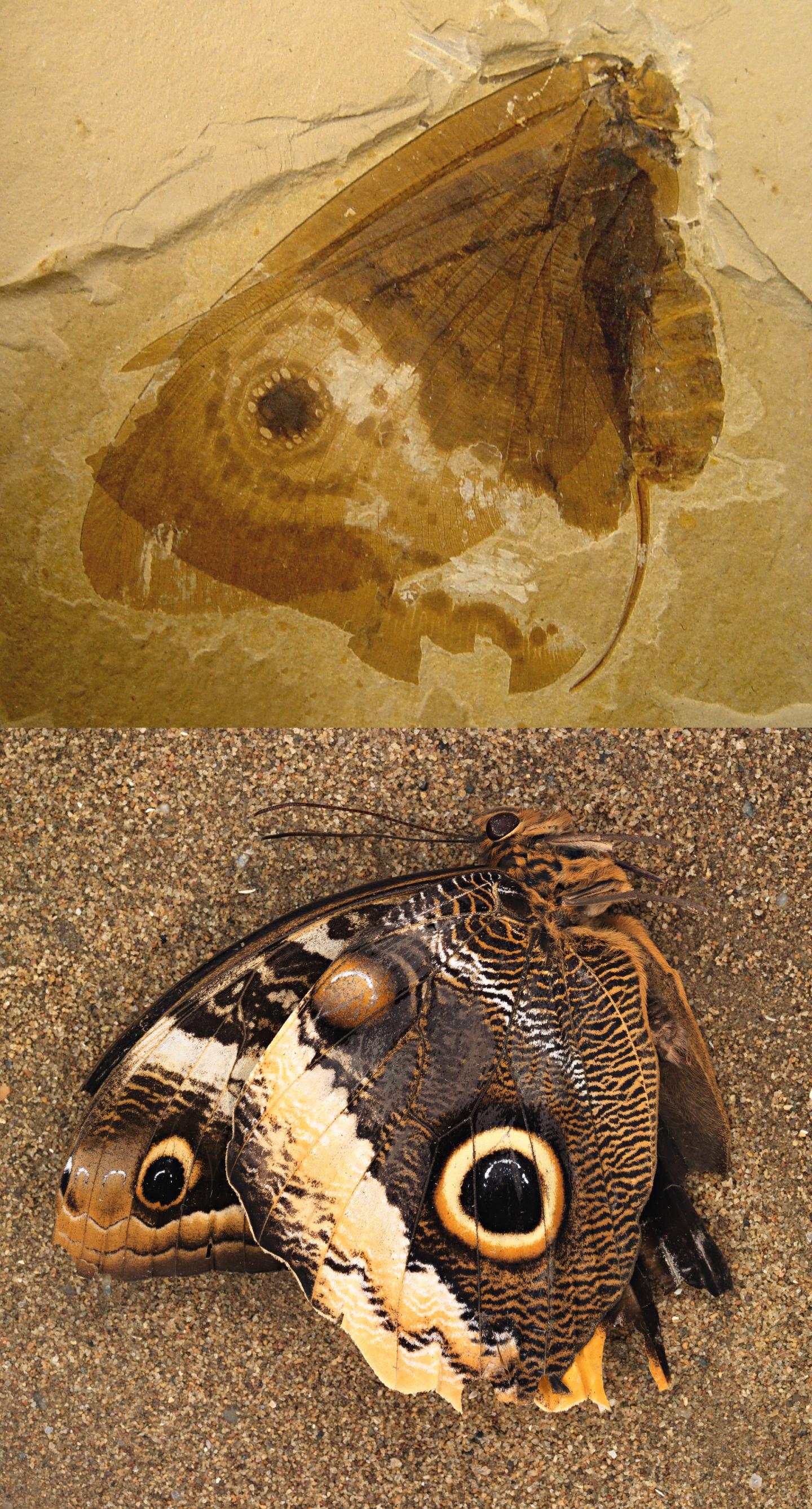  Oregramma illecebrosa; Fossilized Kalligrammatid Lacewing Compared to a Modern Owl Butterfly; Conrad Labandeira (top photo) and Jorge Santiago-Blay (bottom photo), Smithsonian 